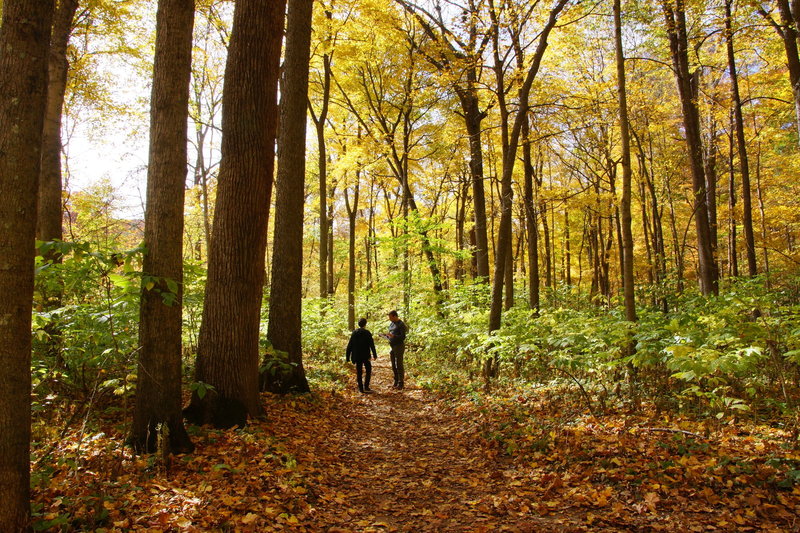 Turkey Run State Park