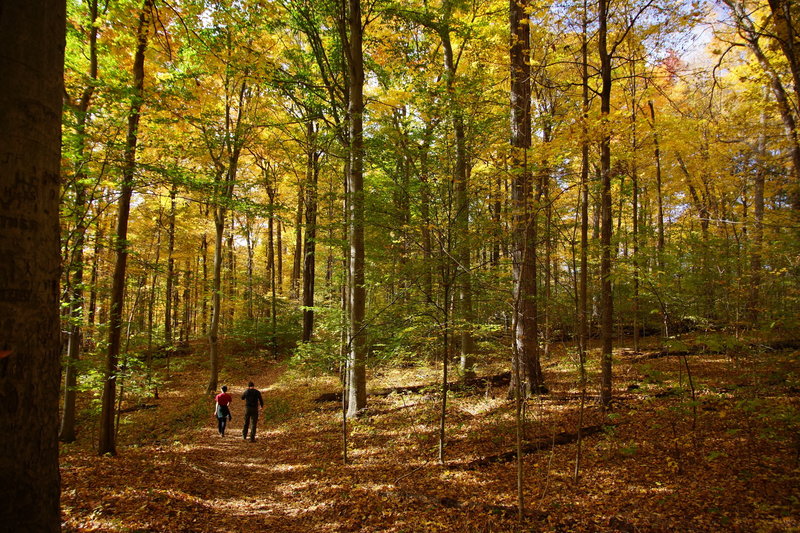 Turkey Run State Park