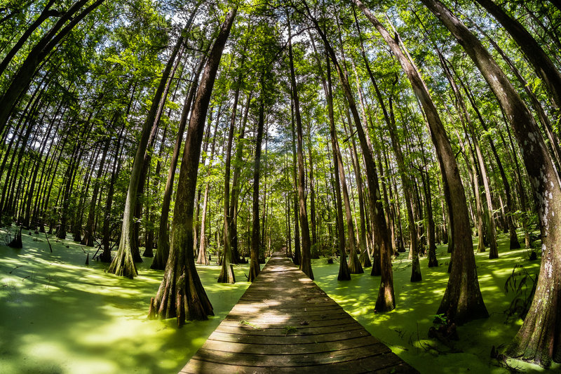 Lake Chicot Swamp