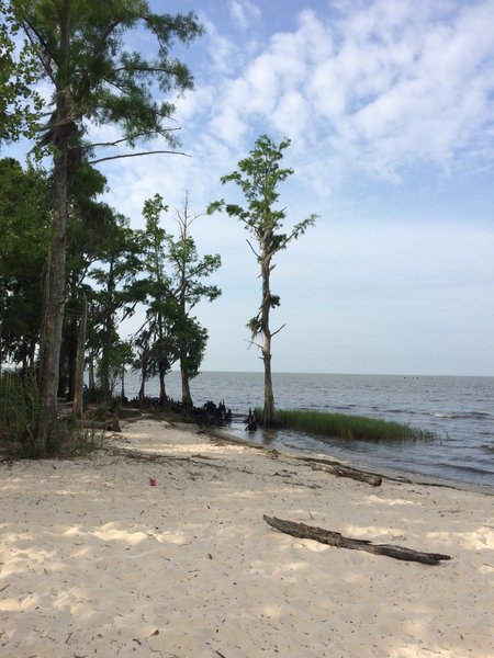 Beach tree stands alone