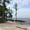 Beach tree stands alone