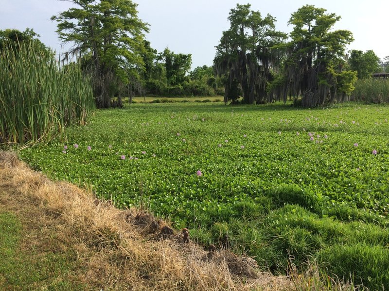 Edge of Marshland