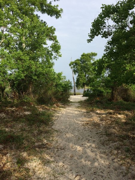 Path to lone tree
