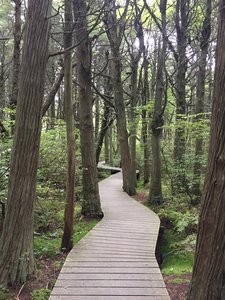 White Cedar Swamp Trail