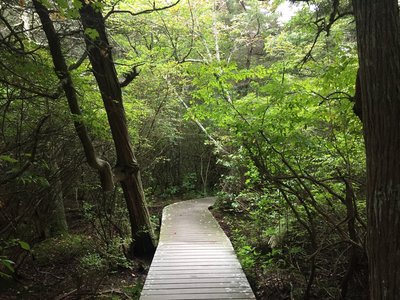 White Cedar Swamp Trail