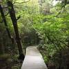 White Cedar Swamp Trail