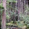 Atlantic White Cedar Swamp (Wellfleet, MA)