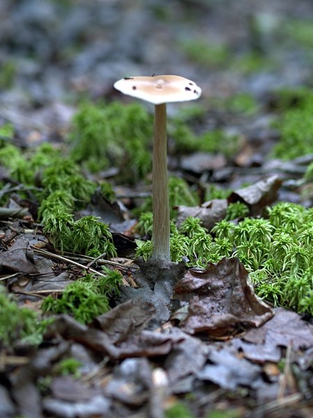 Cedar Swamp Moss & Mushroom (Wellfleet, MA)