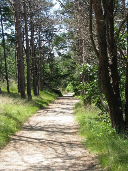 Path at Wellfleet Bay Audubon