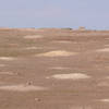 Coyote in Prairie Dog Town, Theodore Roosevelt National Park