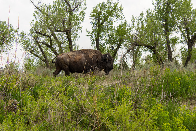 Bison near the Little Missouri River, Theodore Roosevelt National Park, North Dakota