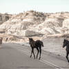 Wild Horses, Theodore Roosevelt National Park