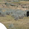 bison pooping