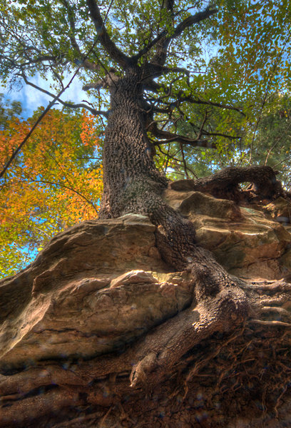 Under a tree at Dead Turtleneck Falls.