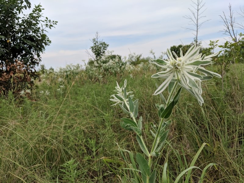 What are these crazy flowers???