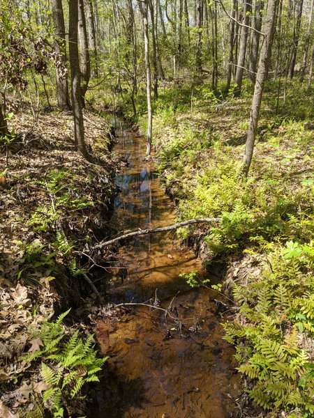 Small creek that leads to the North Landing River