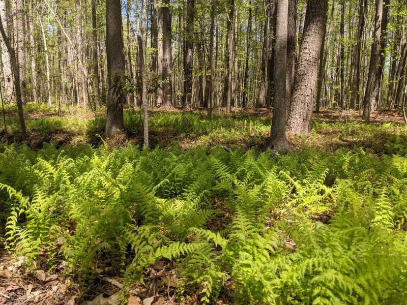 Ferns