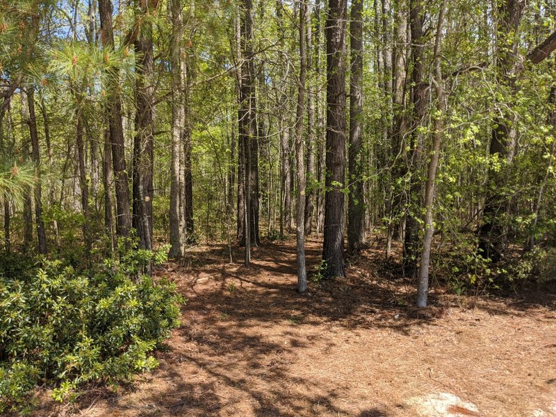 Trailhead to Munden Point Trail