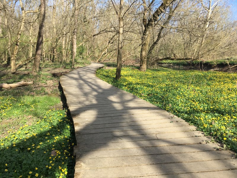 Wetland Boardwalk in Early April