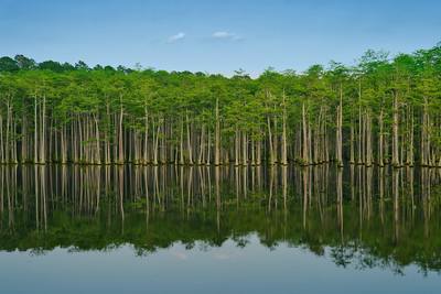A picture of trees at Campbell's lake in Patrick, South Carolina. The reflection on the water in this one is nice.