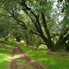 A beautiful big old, mossy tree, in the shade near the start of Heron Trail.