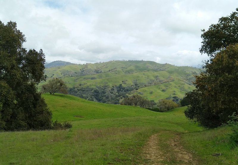 Spring green Diablo Range hills ahead, descending at the end of Heron Trail.