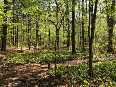 Sunlight on the ferns