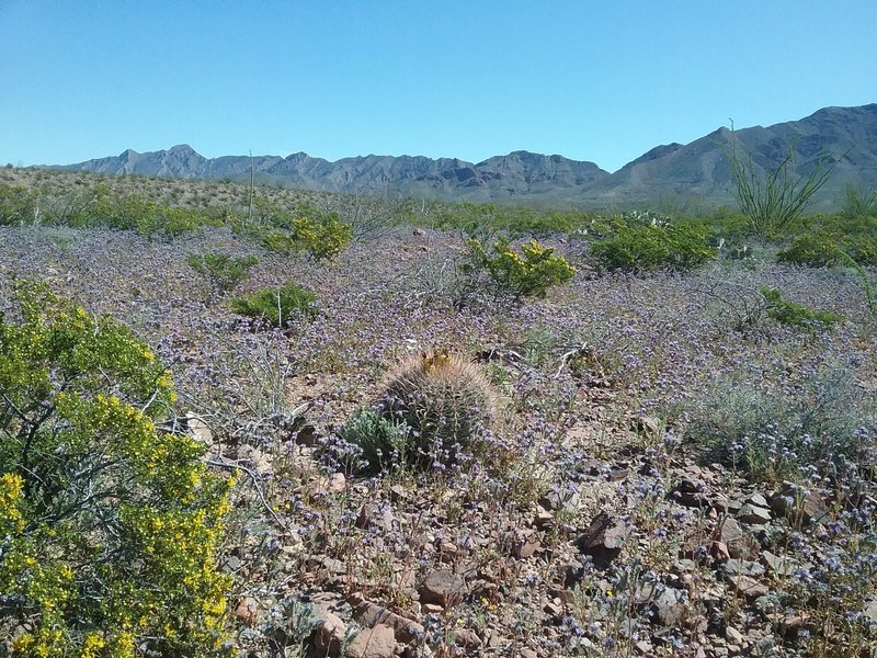 Phacelias, barrel cactus and view of Franklin Mountains