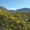 Creosote bush in bloom and Franklin Mountains