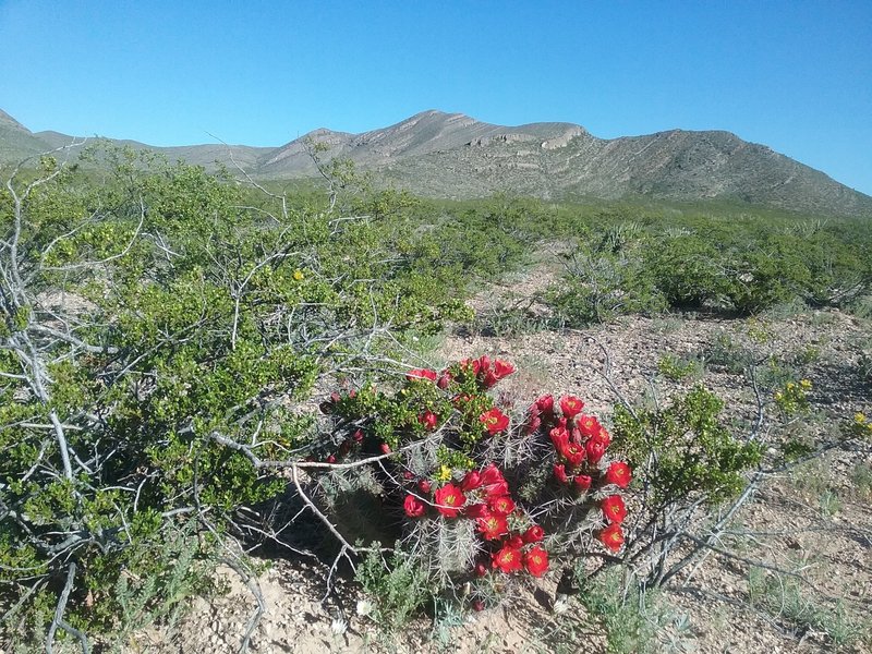 Claret cups and view of  North Anthony's Nose