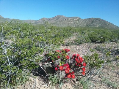 Claret cups and view of  North Anthony's Nose