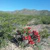 Claret cups and view of  North Anthony's Nose