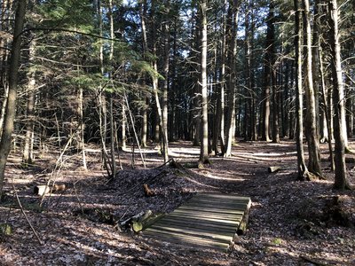 One of the many bridge/boardwalks along GES Nature Trail