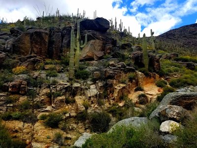 Harquahala Peak Trail cactus field