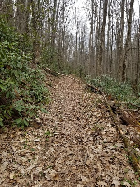 Along Rowland Creek Trail