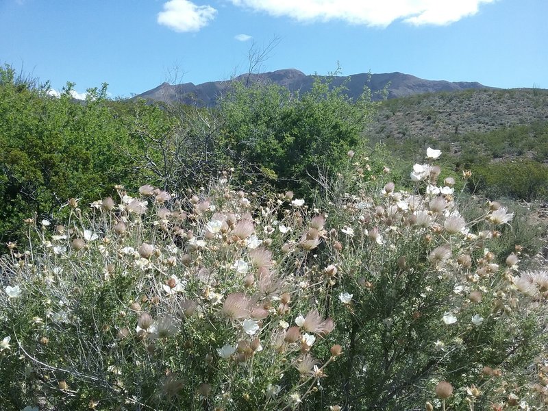 Fallugia paradoxa in bloom and view of Franklin Mountains.