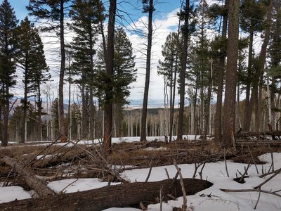 Downtown in the distance.