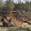 The creek continues to carve away at this bank of the Cowskin creek every year.