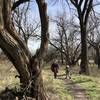 It's interesting to see all these old, twisted trees that have survived hundreds of floods in this area from the Cowskin Creek.