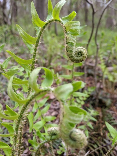 Fiddleheads along the trail