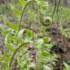 Fiddleheads along the trail