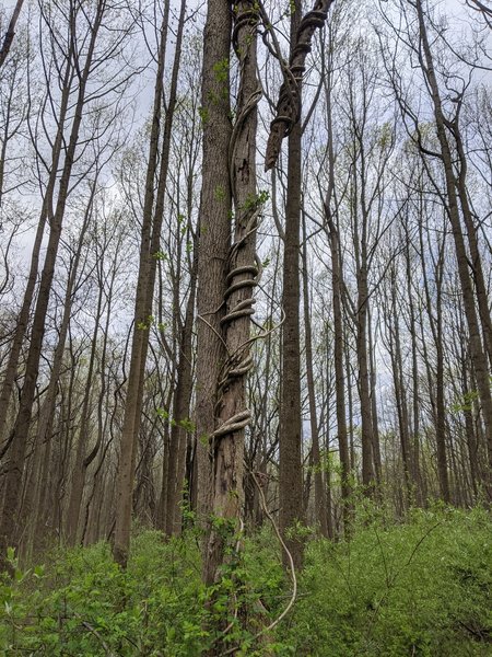 Vines entwining a tree