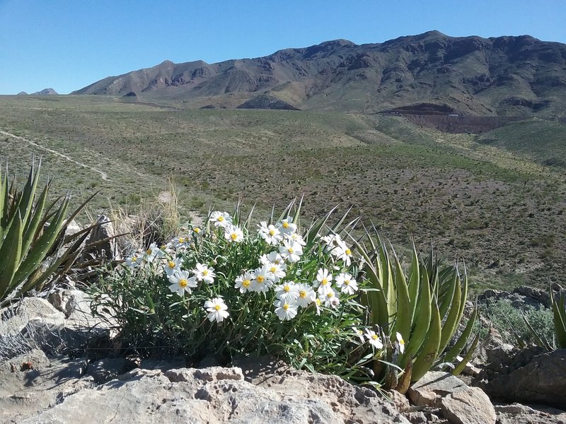 Blackfoot daisies and view of the Franklin Mountains