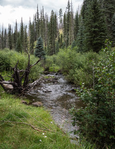 Black River from the West Fork Trail #628