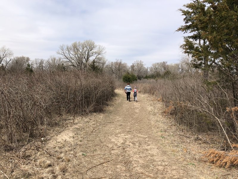 The parks department told me these are wild blackberry briars! I can't wait to check these out in the summer time!
