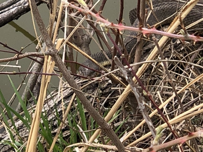 You can't see me...  We think we identified this as a Plainbelly water snake.