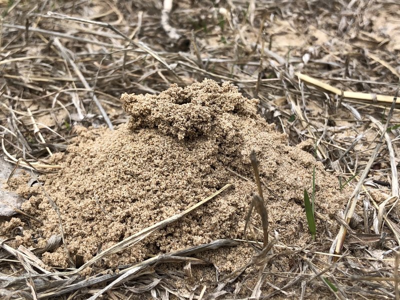 There's a whole lot of really cool ant hills in all this sand.