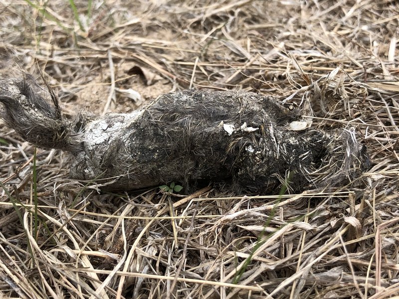 There is coyote poop everywhere in this park...see the bones in it?  If this isn't an interesting feature, I don't know what is.  :)