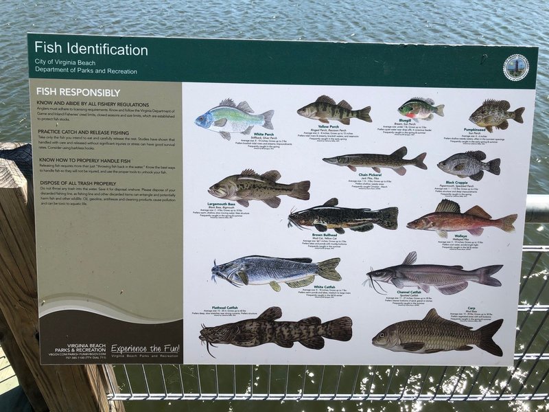 Fish ID sign on fishing pier at Lake Smith/Lake Lawson