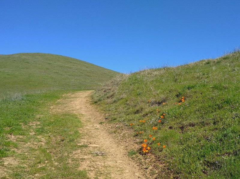 Pala Seca Trail climbs a high grassy ridge with wildflowers - orange California poppies.